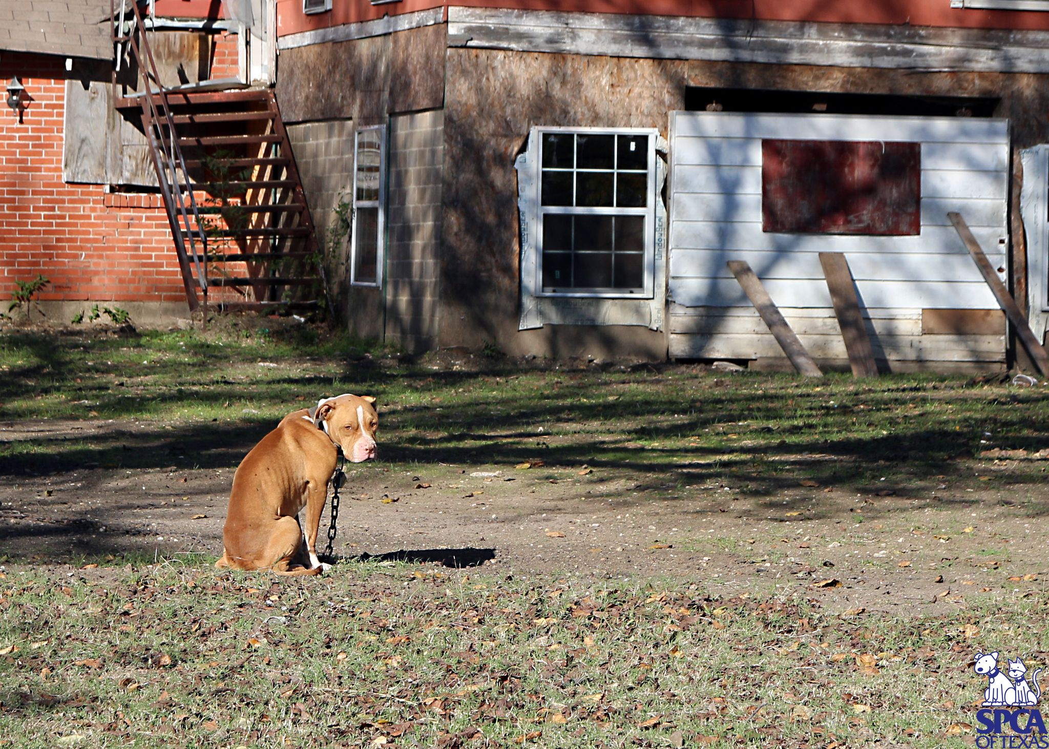 Pleasant Grove woman charged with animal cruelty after her dog starves ...