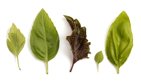 The basics of basil