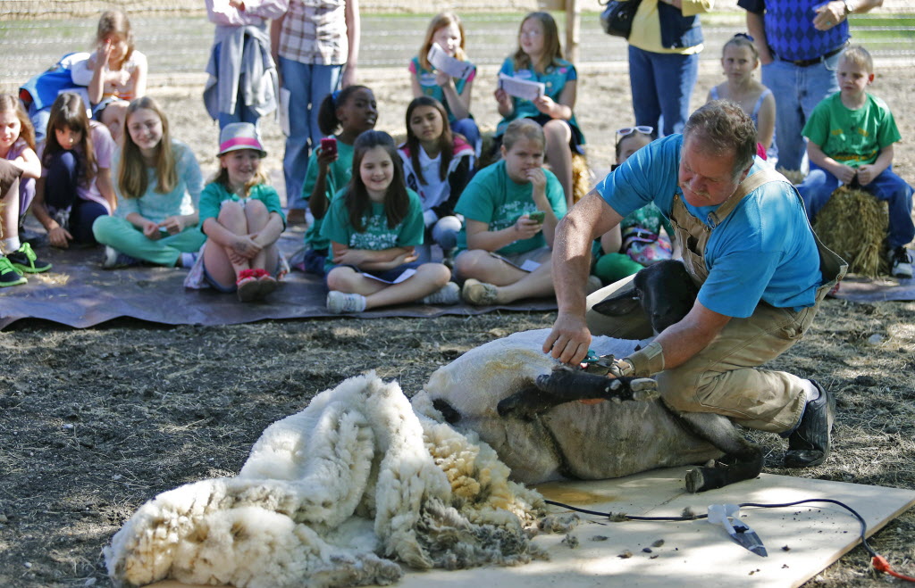 Sheep Roping Photos: Roping and shearing at From Sheep to Shawl in Plano