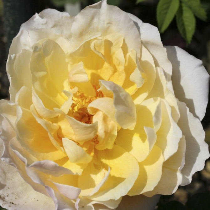 Oh là là! Antique French roses are this gardener's newest infatuation