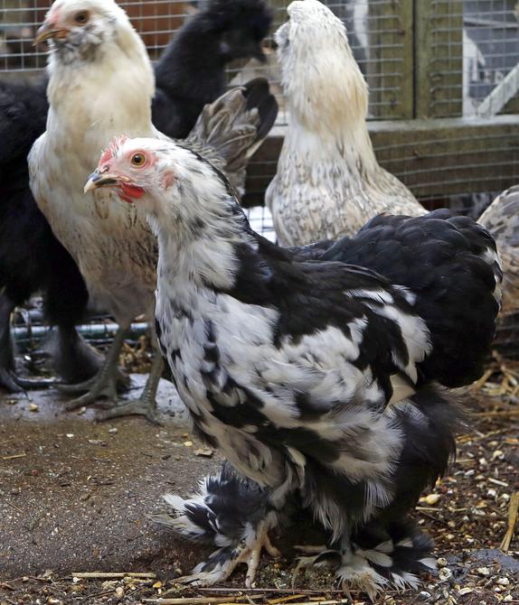 City chicken Thelma goes AWOL; is a hawk to blame?