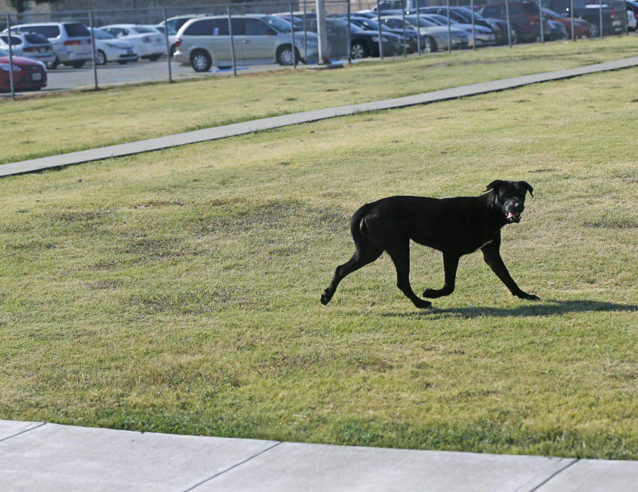 Woman mauled by pack of dogs in southern Dallas has died
