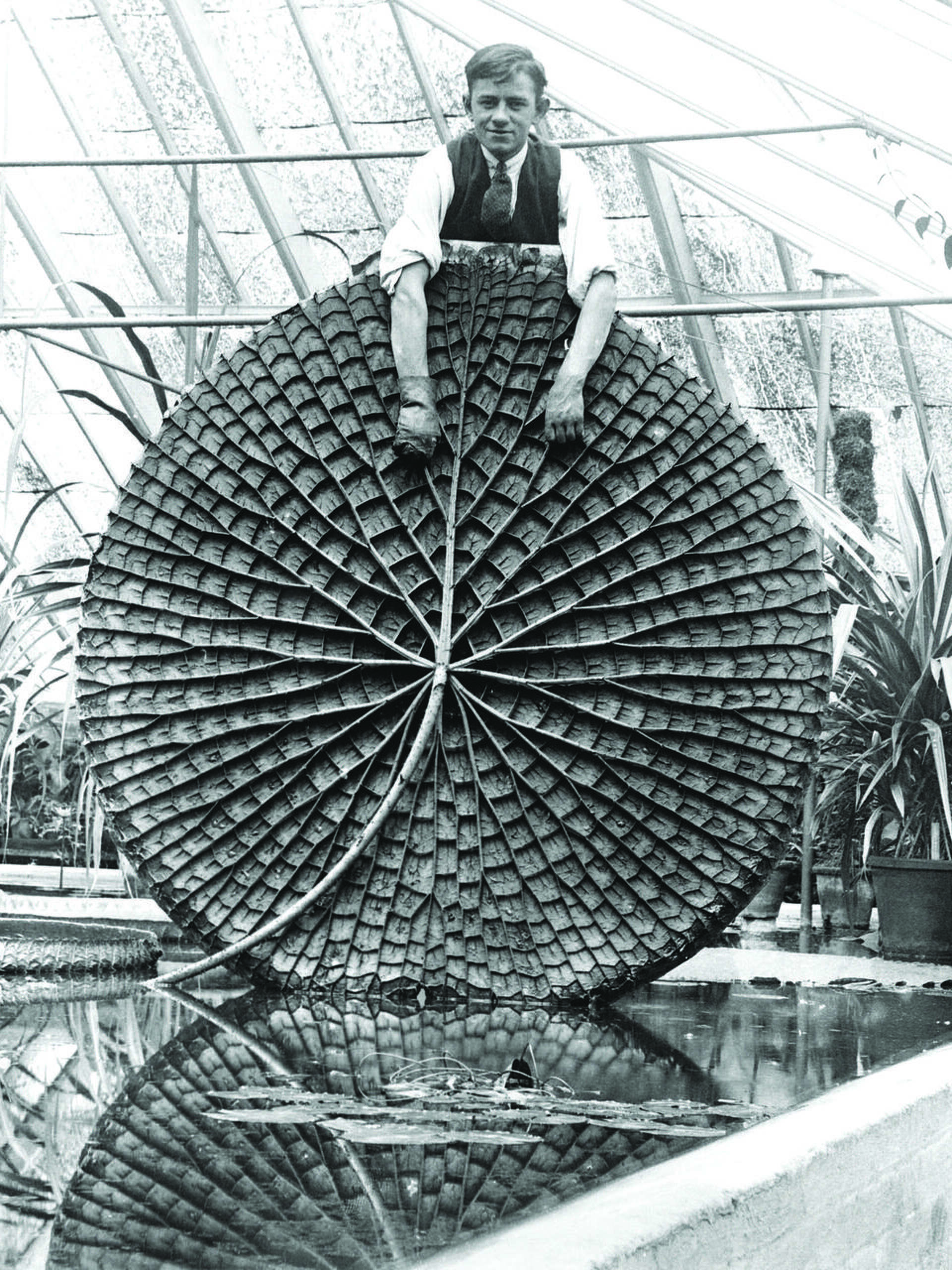 Nature: 'The Cabaret of Plants: Forty Thousand Years of Plant Life and the  Human Imagination,' by Richard Mabey