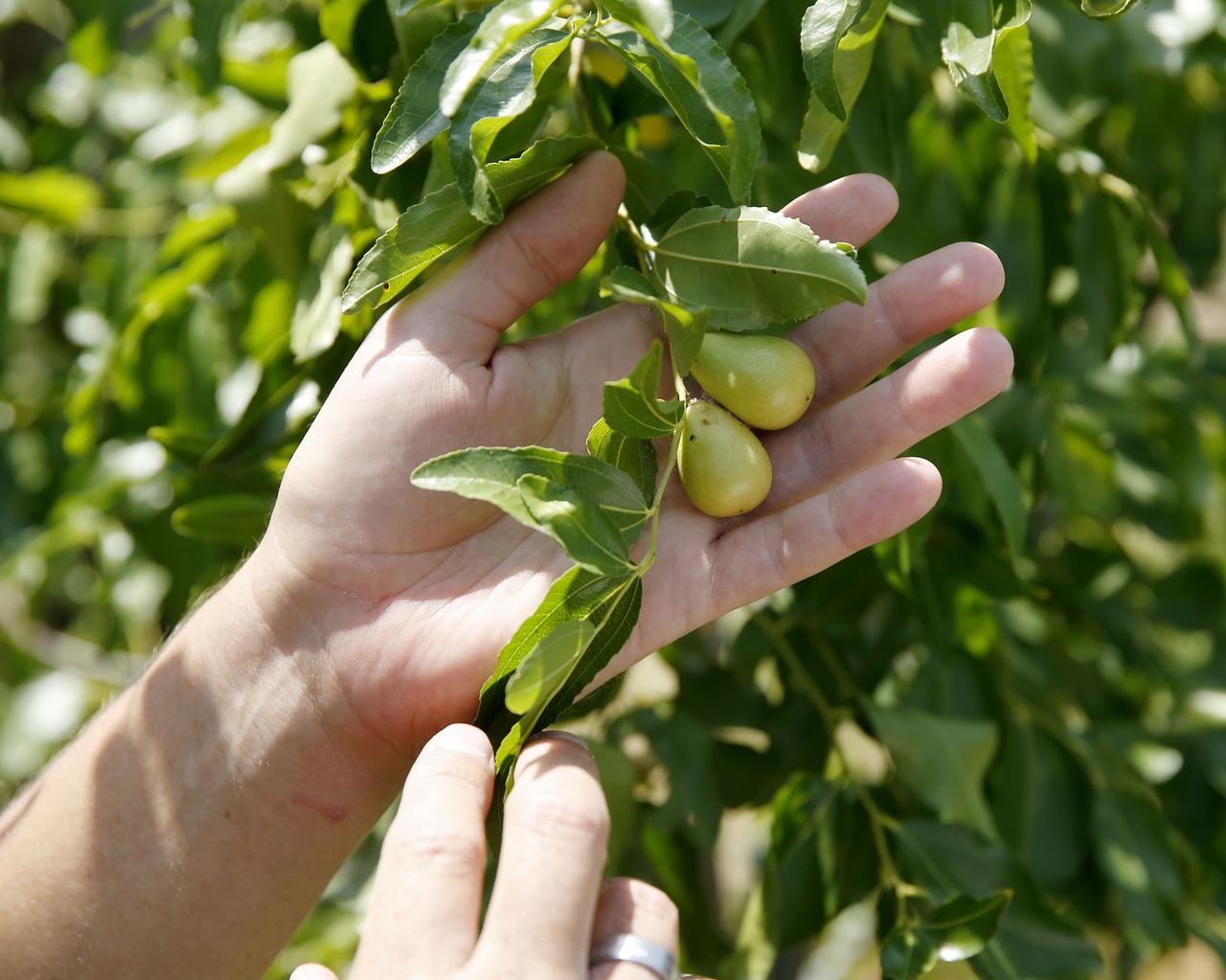 Fruit trees to fall for (other than peach)