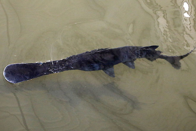Researchers reintroduce massive, caviar-producing paddlefish to Caddo Lake