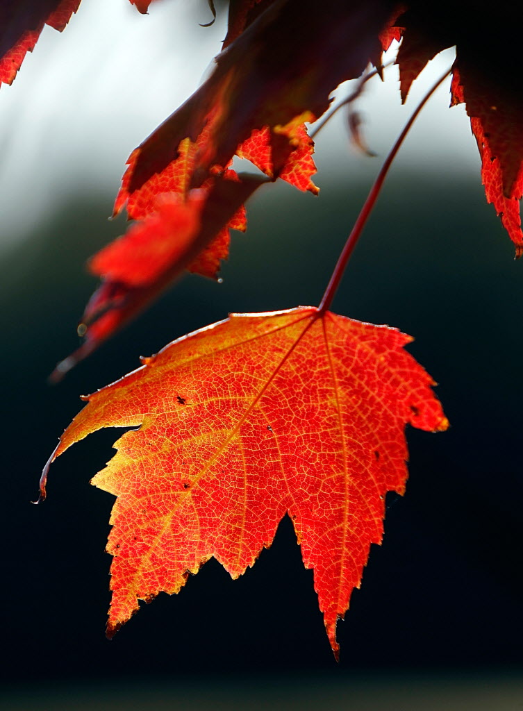 Five great places to see fall color