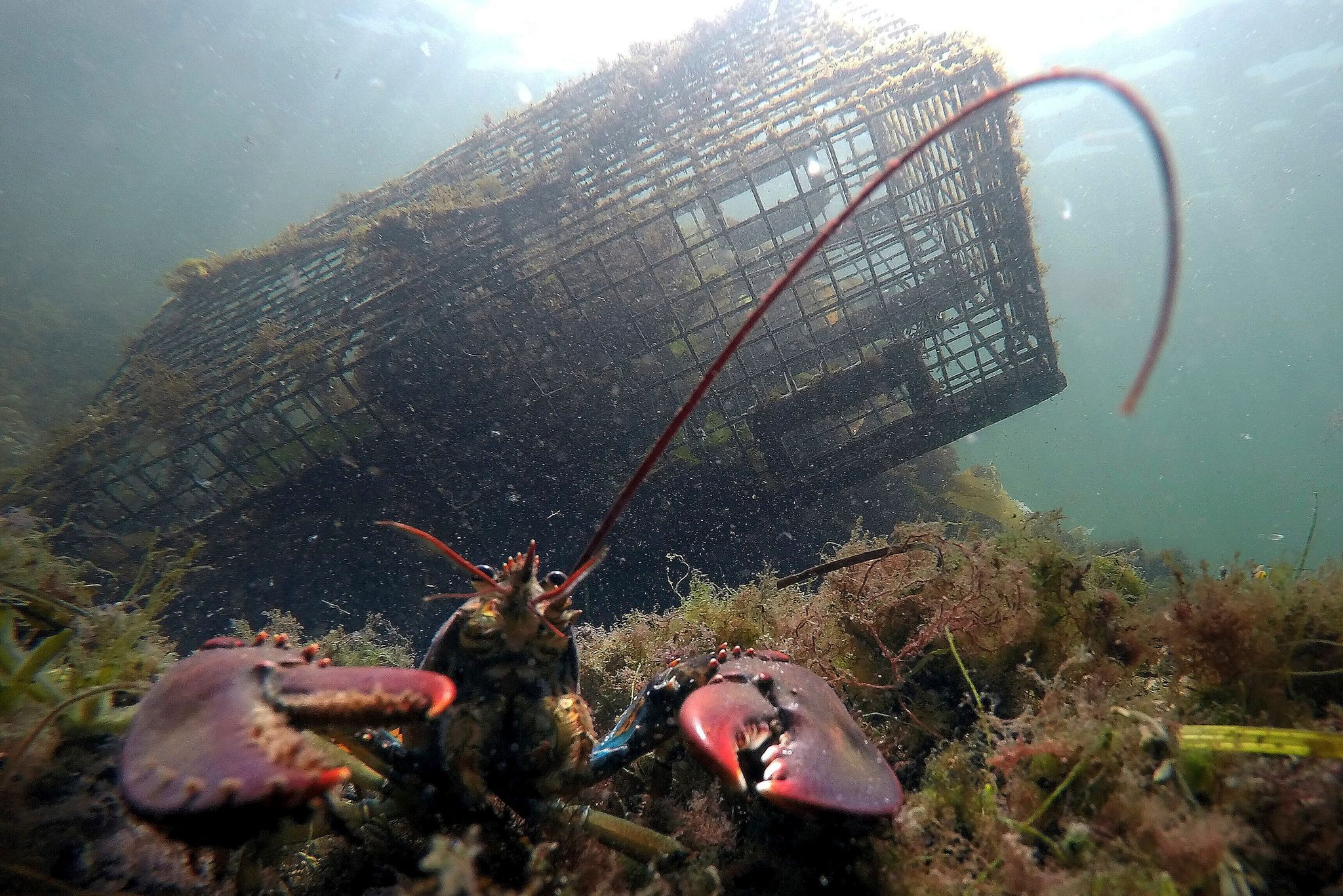 Maine's catch of lobster declines again as high costs and climate ...