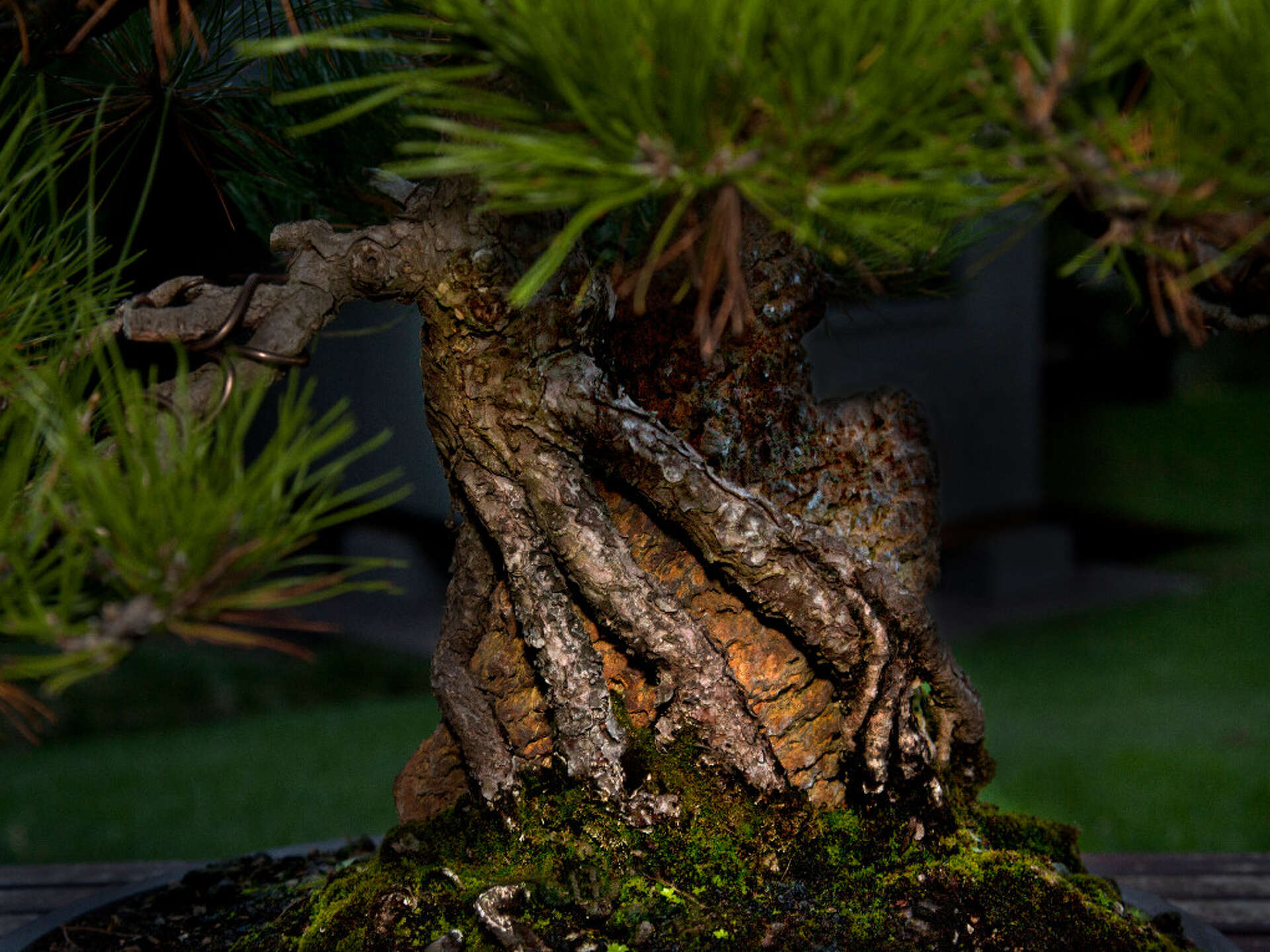 Dallas' bonsai whisperer has a tree that's more than 700 years old