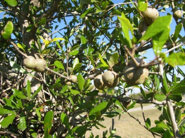 Are tree galls troublesome?