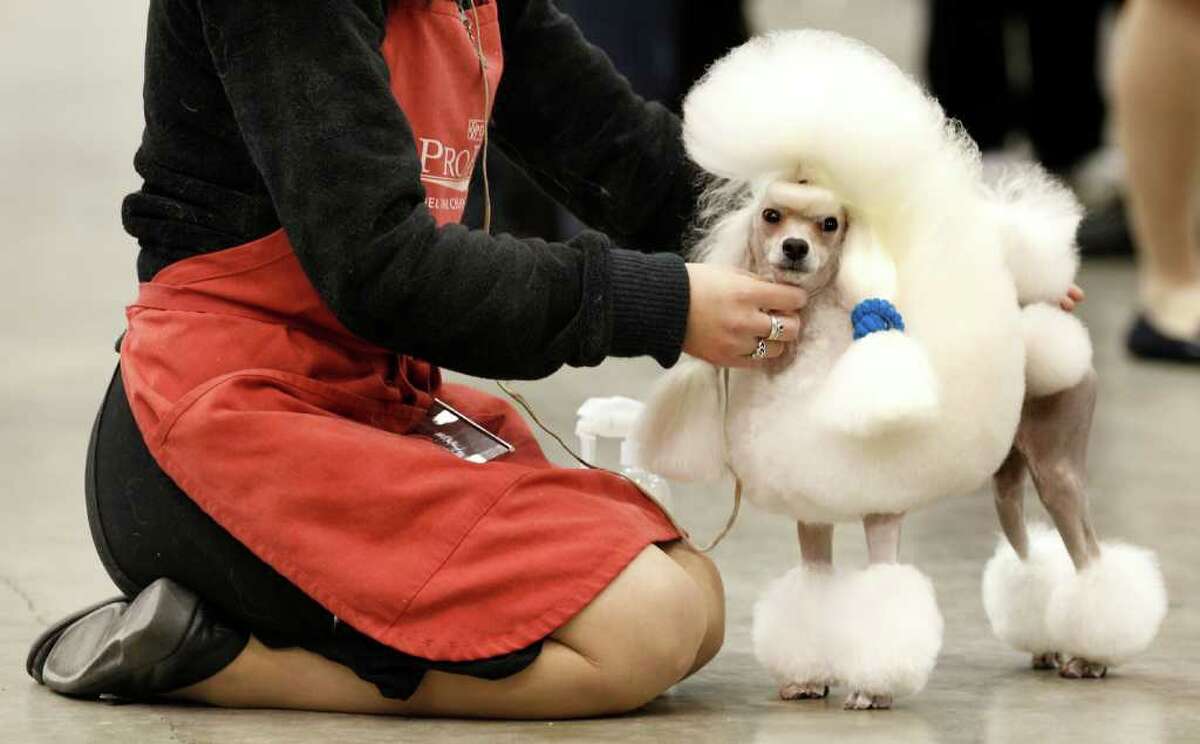 Toy poodle Ch. Smash J.P. Moonwalk stands with his handler Kazi Hosaka before competing at the 2010 Crown Classic Dog Show in Cleveland, on Thursday, Dec. 16, 2010. The four-day show averages 3,000 dogs daily, competing in conformation, agility, obedience and rally obedience. (AP Photo/Amy Sancetta)