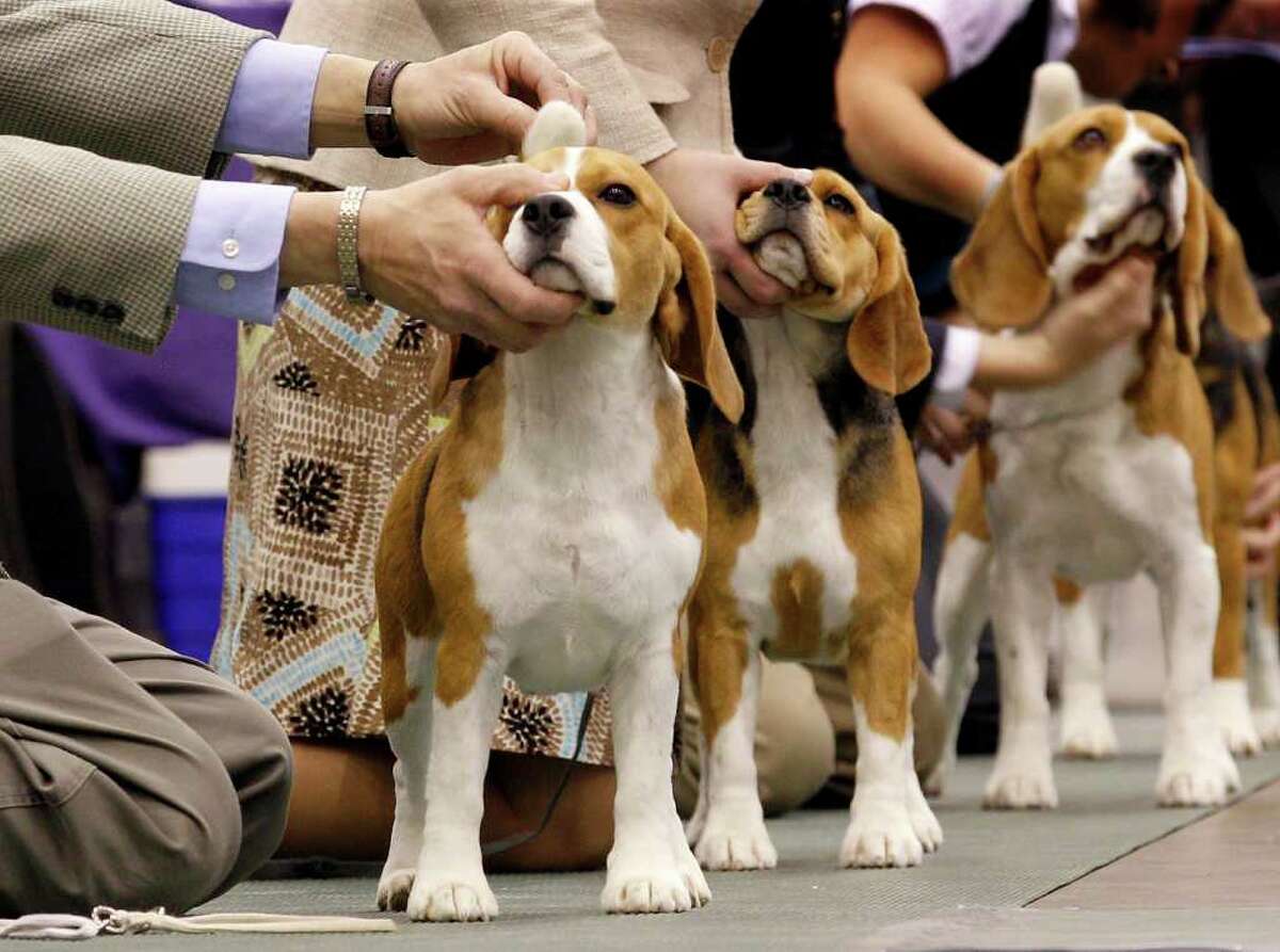 Handlers position their 15-inch beagles during judging at the 2010 Crown Classic Dog Show in Cleveland, on Thursday, Dec. 16, 2010. The four-day show averages 3,000 dogs daily competing in conformation, agility, obedience and rally obedience. (AP Photo/Amy Sancetta)