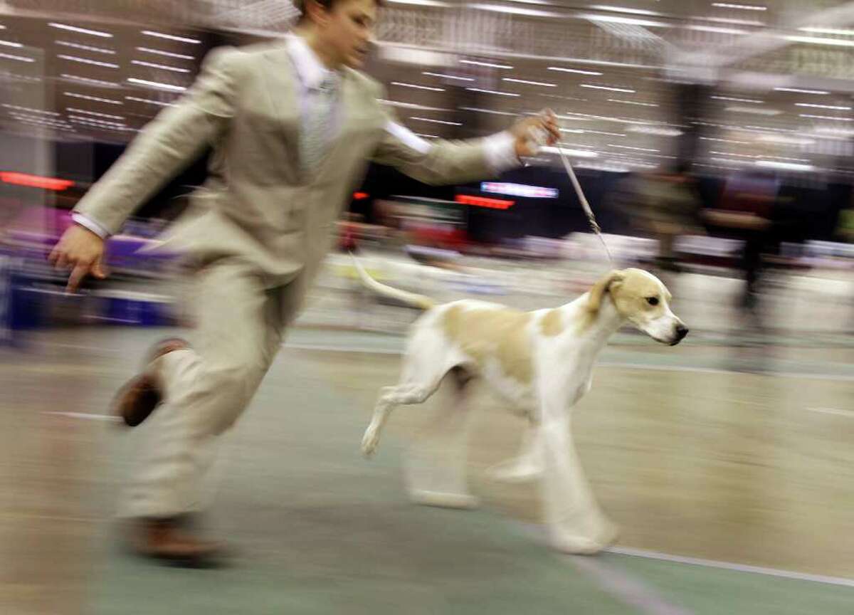 2010 Crown Classic Dog Show