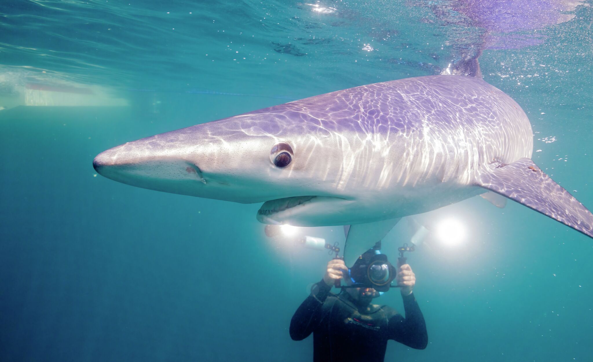 Fairfield native's nature docuseries airs on PBS