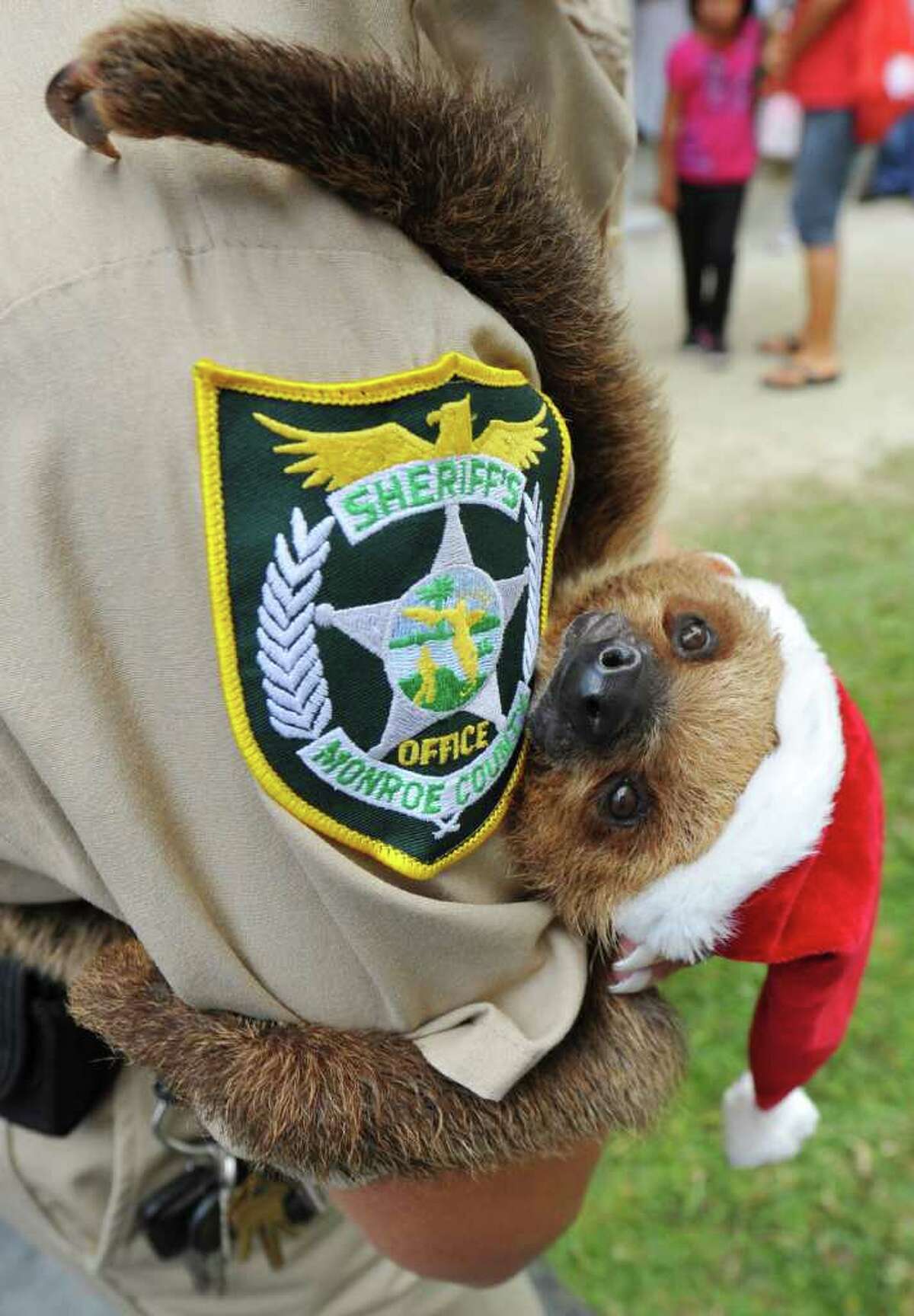 Syd, an 8-month-old two-toed sloth, hangs off the shoulder of Deputy Jeanne Selander at the Monroe County Sheriffís Officeís Animal Farm Sunday, Dec. 12, 2010, on Stock Island, just outside of Key West. The annual ëChristmas on the Farm, í which includes photo ops with Santa and Mrs. Claus, attracts more than 800 visitors to the unique facility that is set up underneath the Monroe County Jail. Horses, pigs, peacocks, snakes, a llama, tortoises, sloths, rabbits, exotic birds and a kinkajou are among the many animals that were either donated, confiscated or rescued in the Florida Keys since 1995. (AP PHOTO BY ROB O'NEAL/KEY WEST CITIZEN.)