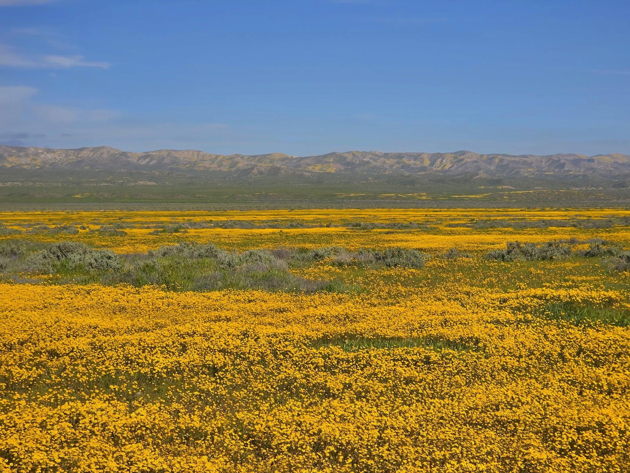 One of California's 'best kept secrets' is in full bloom
