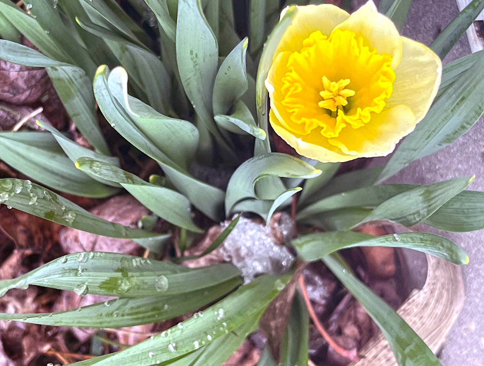 Winning numbers drawn in Monday’s North Carolina Cash Pop