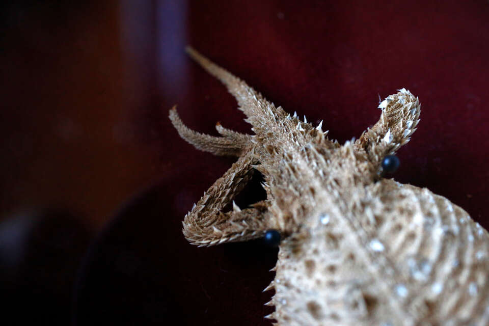 Old Rip Toad The strange tale of Old Rip, the horned toad on display in a Texas ...