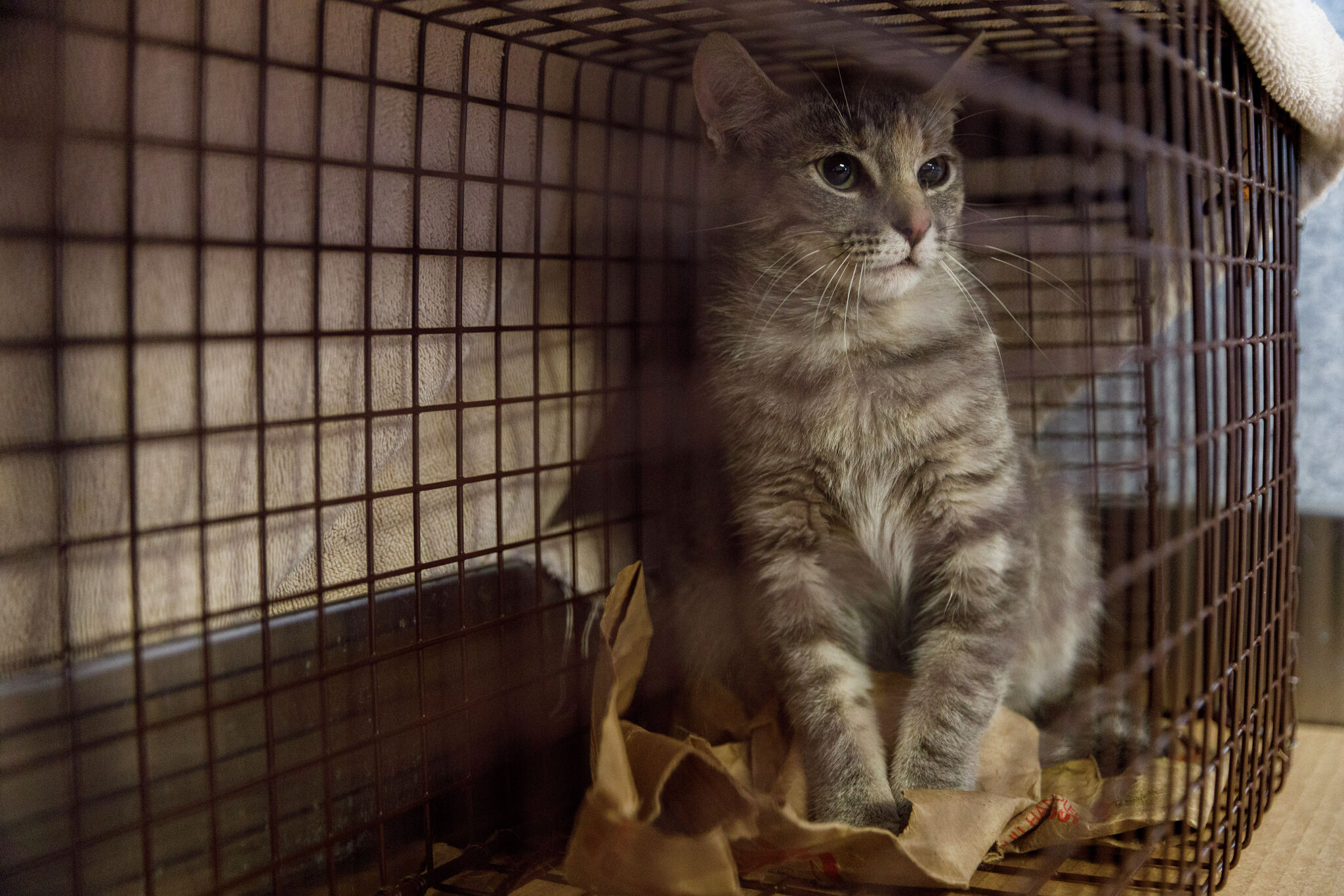 Cat found 'acting aggressively' in New Braunfels tests positive for rabies