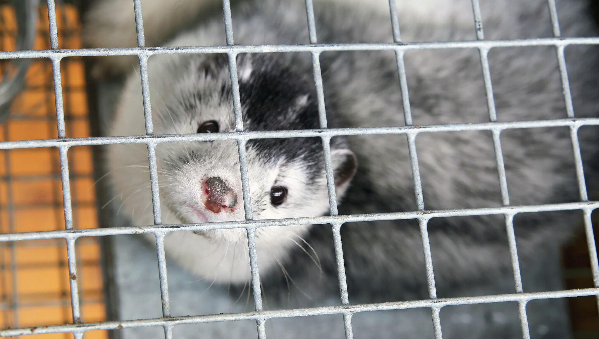 Mink farming industry toes the line as Illinois lawmakers consider regulations