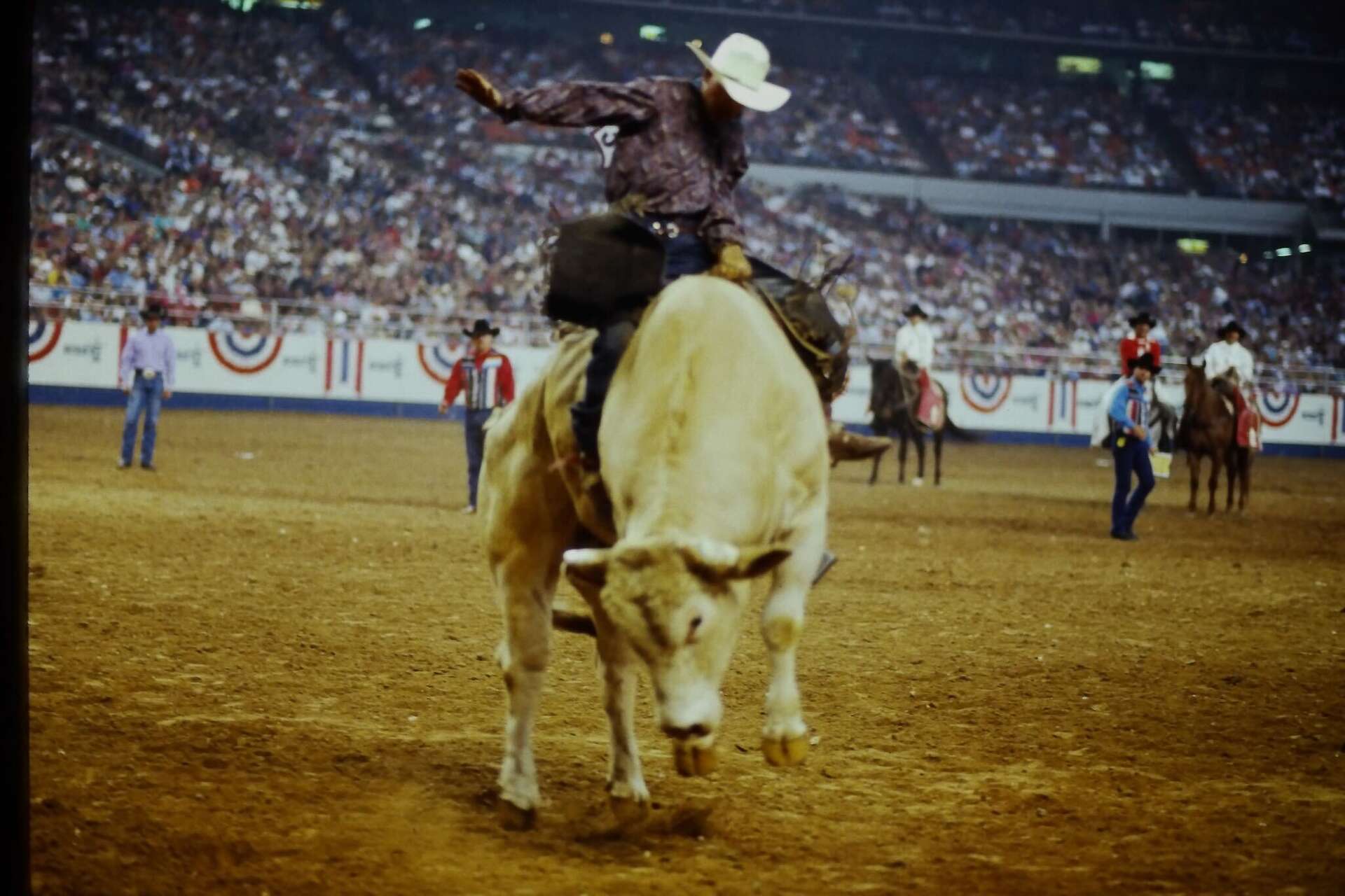 RodeoHouston honors bull as first animal in Hall of Fame class
