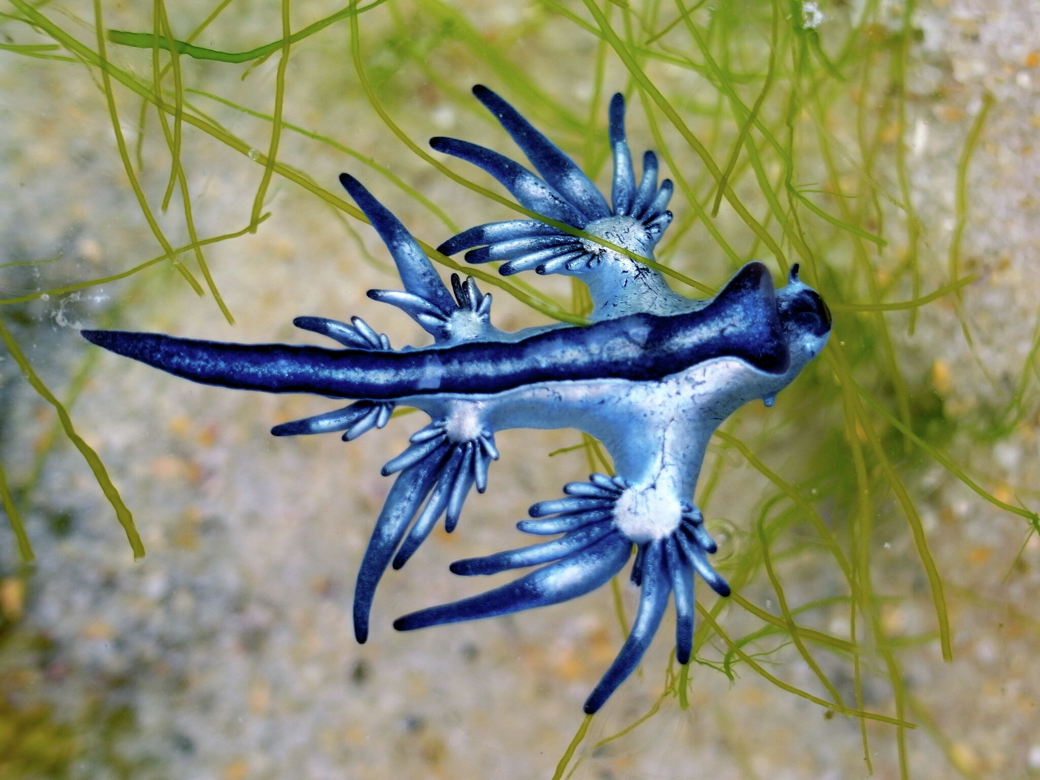 Tiny stinging sea slugs wash up on Texas beaches ahead of spring break