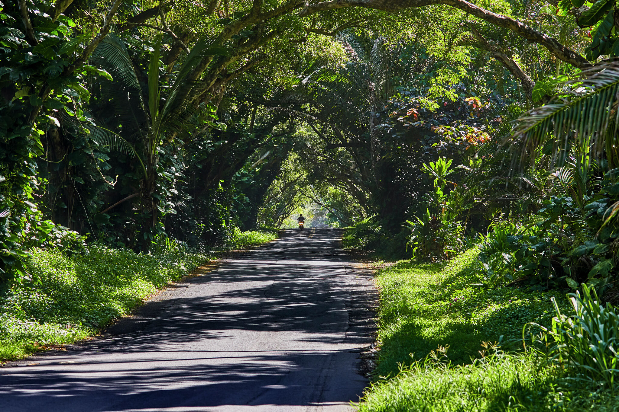 What California can learn from Hawaii on rat lungworm disease