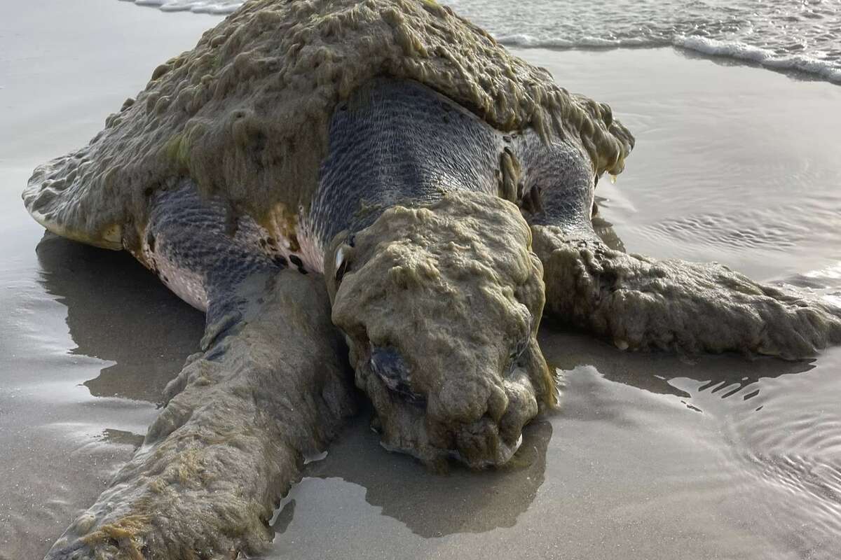 A critically endangered Kemp's ridley sea turtle was rescued near Galveston was covered in marine organisms after washing ashore sick, according to the Gulf Center for Sea Turtle Research. 