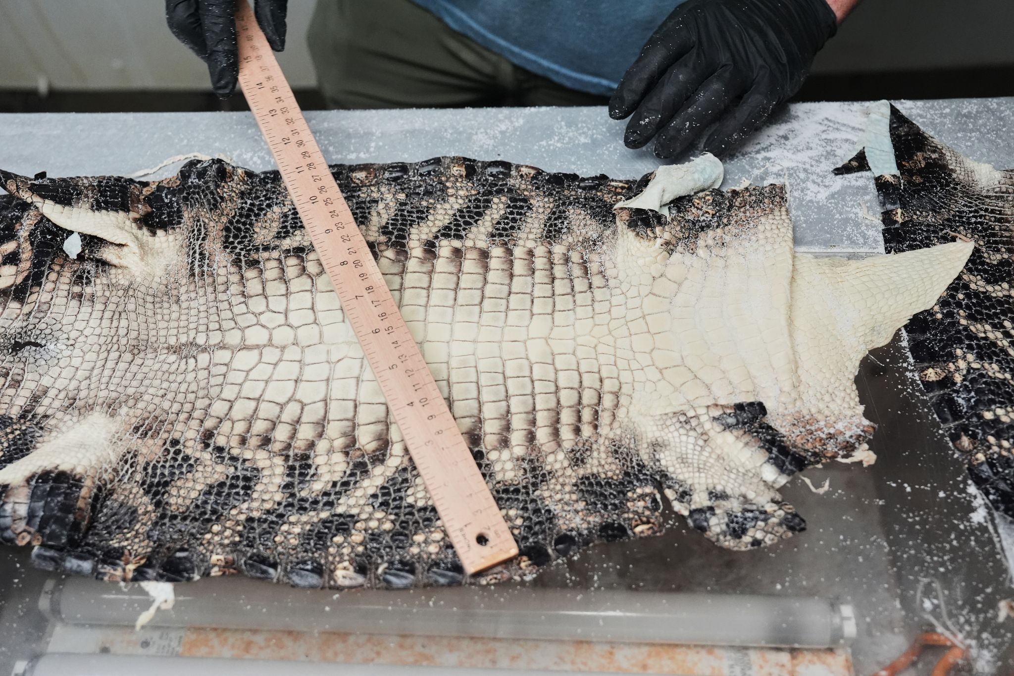 chron.com - MELINA WALLING - Louisiana's alligator farms raise the reptiles for meat, skins - and conservation