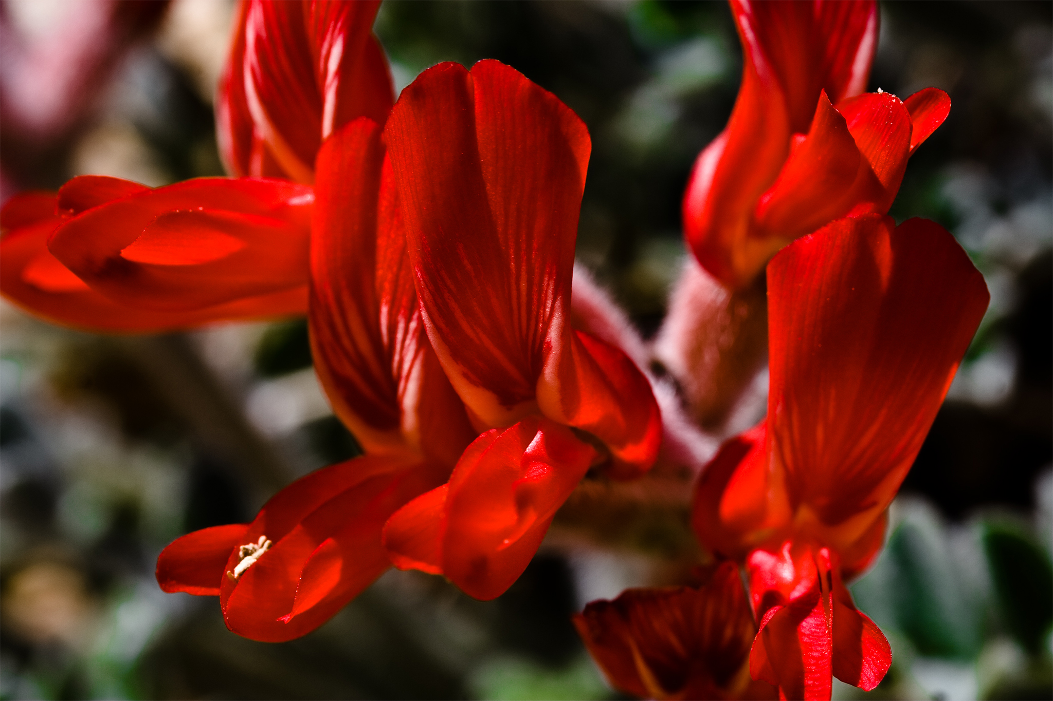 Water vanished in California. Here's how one species saved itself.