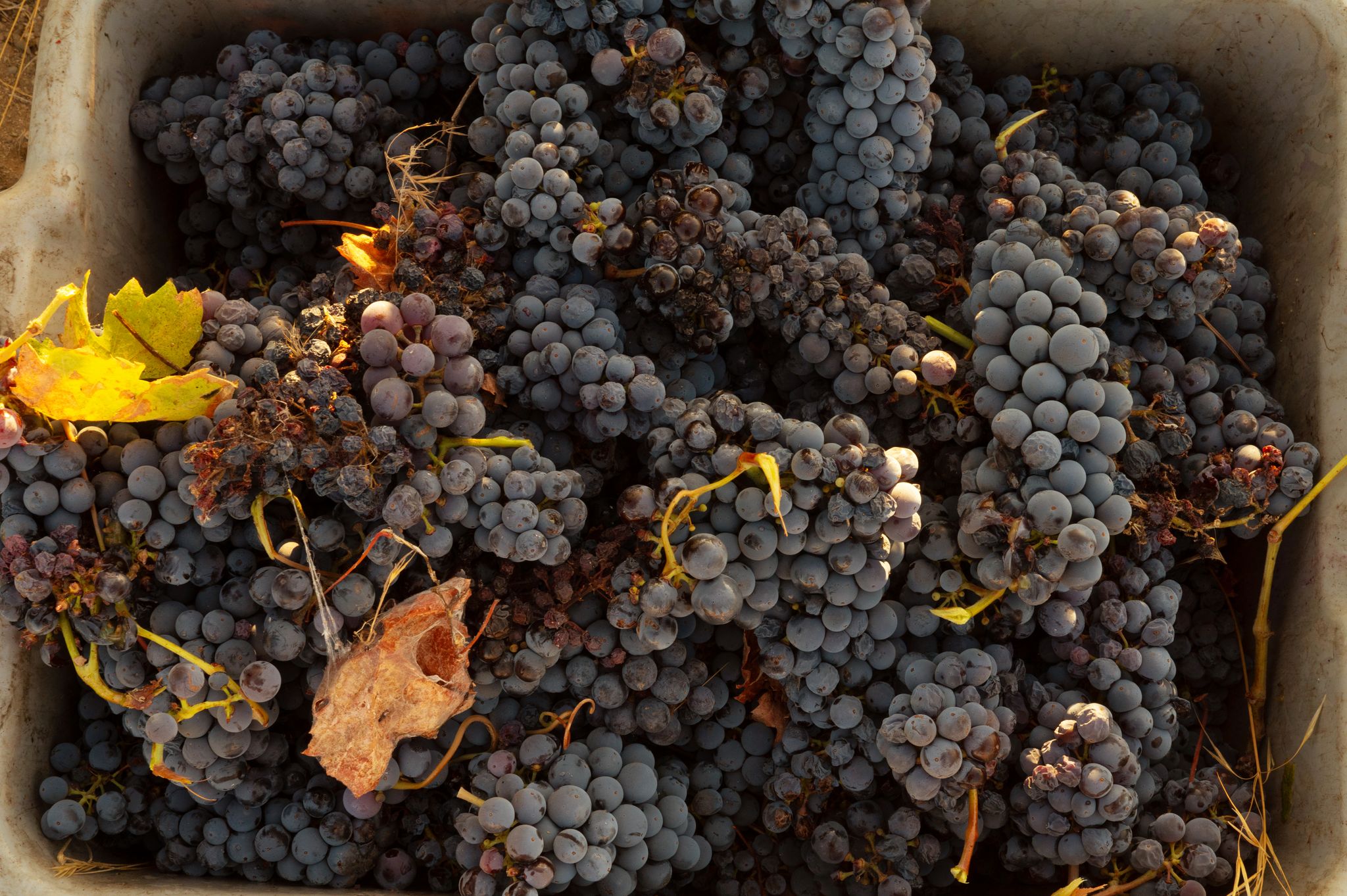 sfchronicle.com - Jess Lander - California's 2025 grape harvest was the lightest in over two decades. Here's why that's actually good news