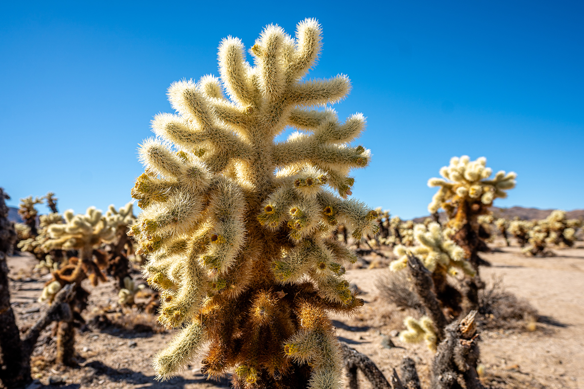 parodia cactus Parodia scopa(Silver Ball Cactus) main image 1