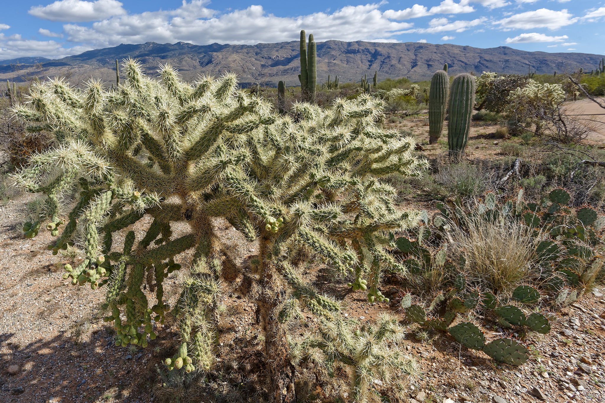 Arizona hiker tumbles off trail, gets stuck in cactus. He's not alone.