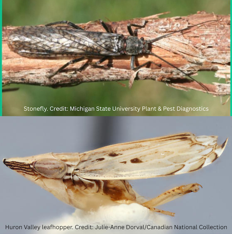 Usa Inset State Inset Which bug could become the official state insect?