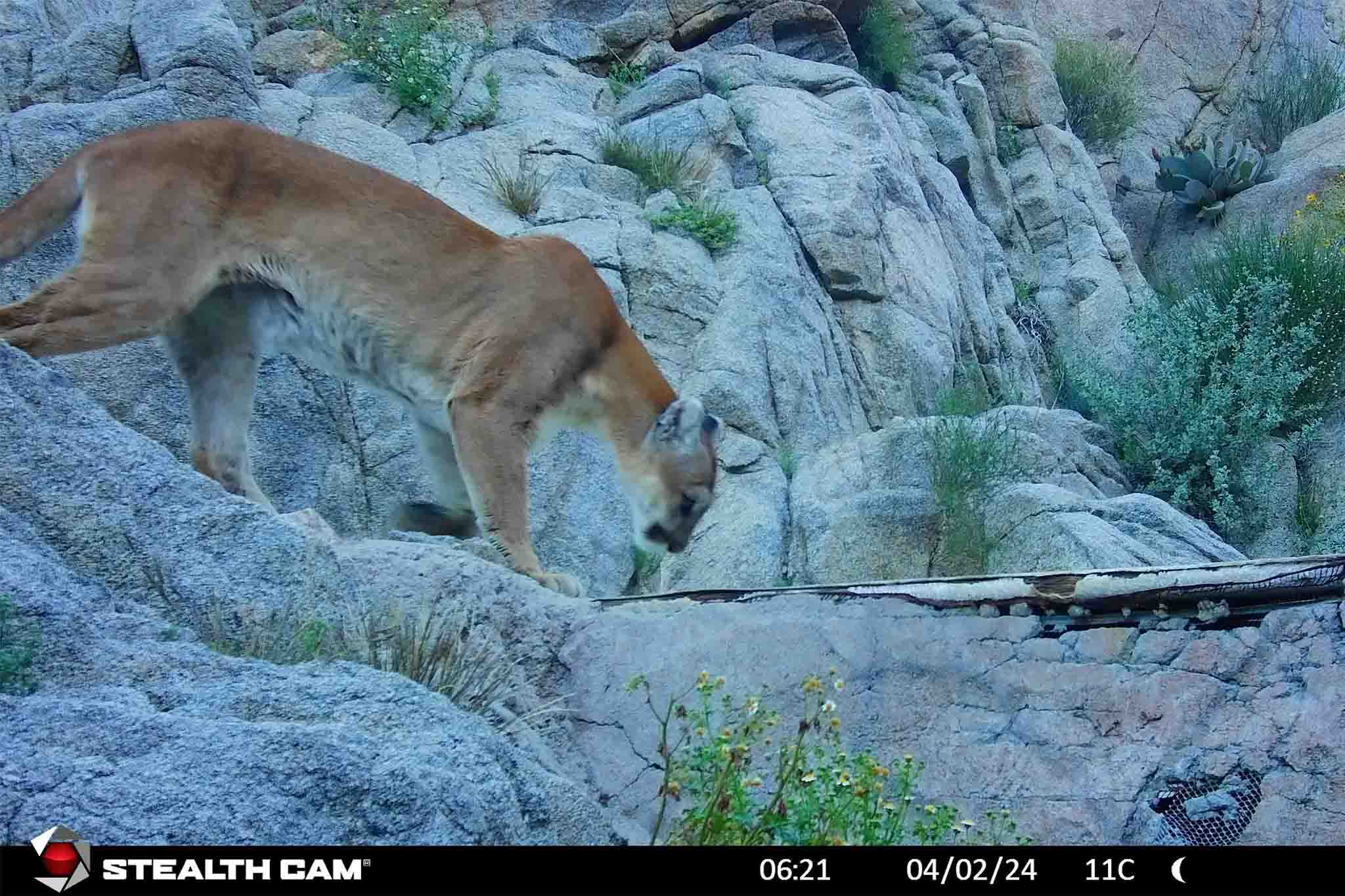 The race to save endangered mountain lions in the Calif. desert