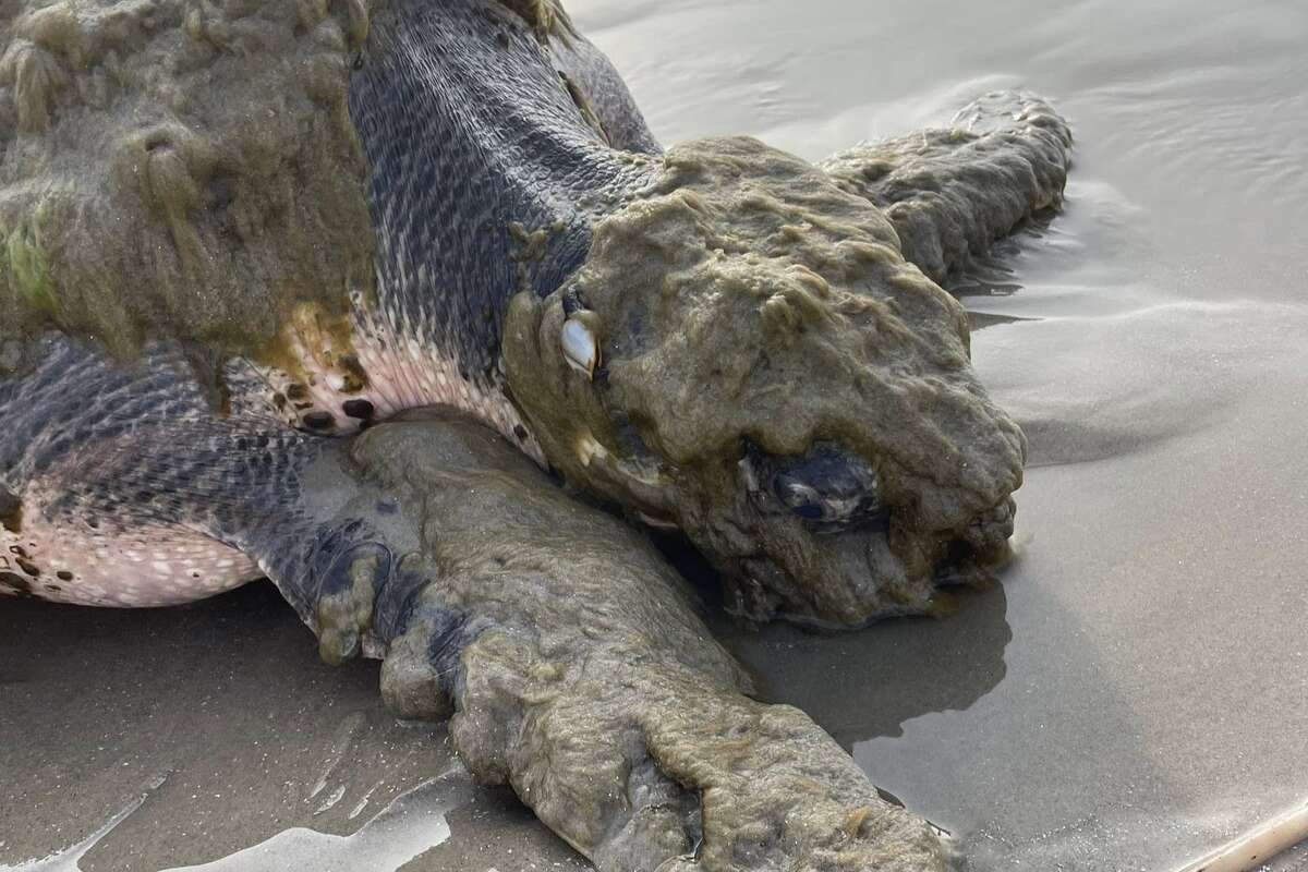 The Kemp's ridley sea turtle was found near Galveston covered in barnacles, algae and sediment, a sign she had been sick for some time. 