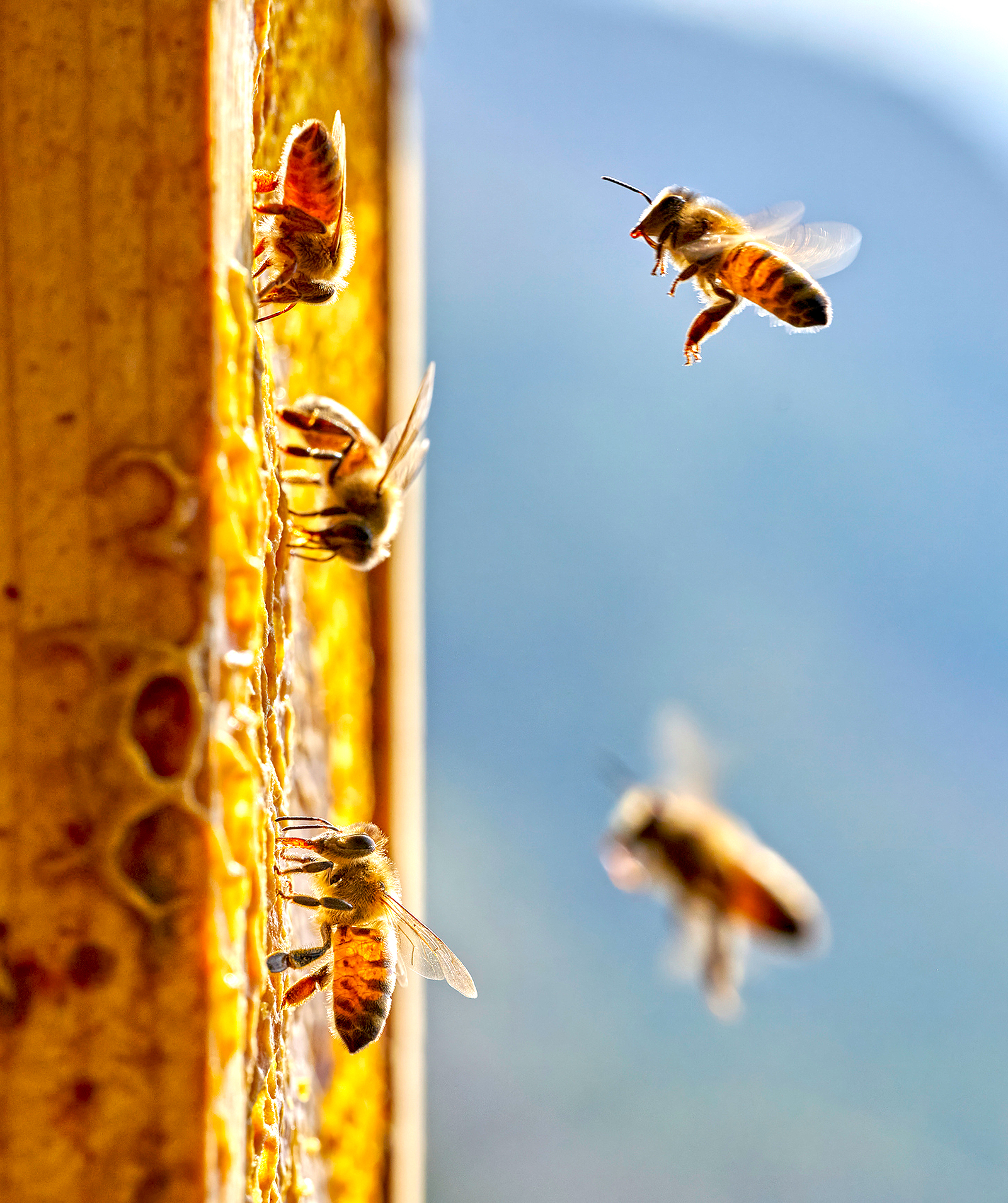 Modern Farmer: Region abuzz with bee(keeper)s as numbers of hives rise