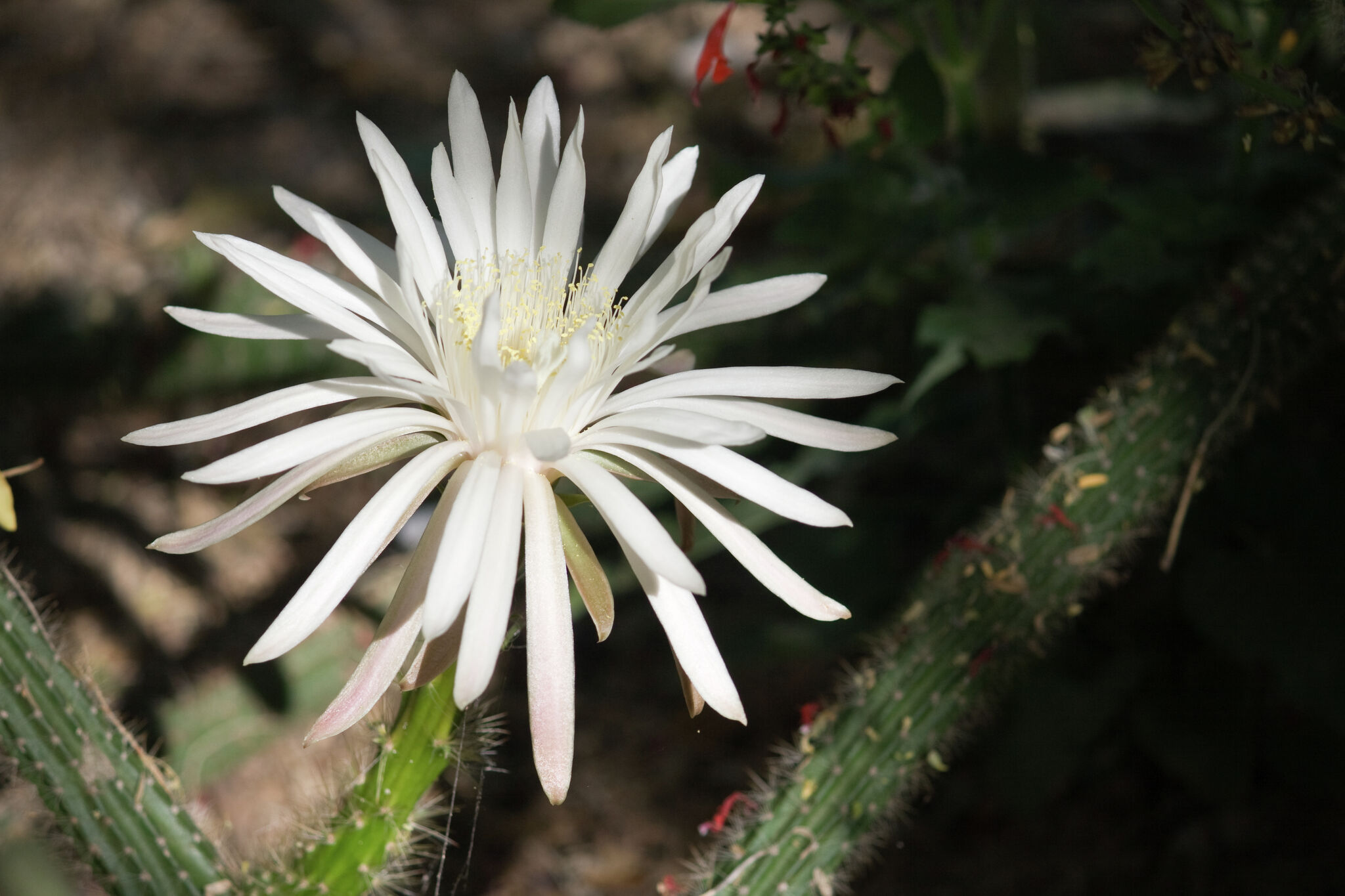 This rare Texas cactus blooms for just one night each year