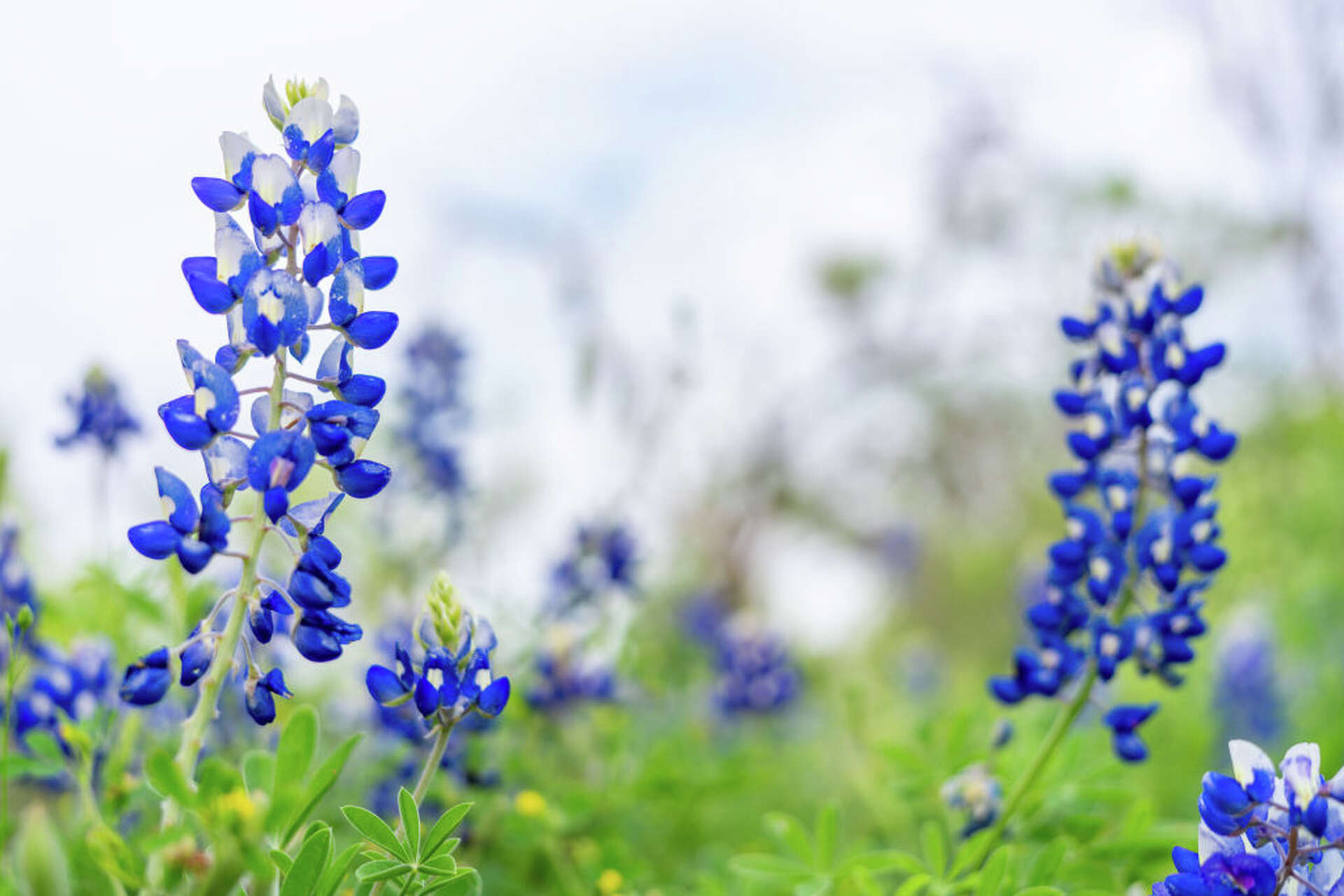 Where To See Bluebonnets Near Austin Central Texas 2026 Map Ratio3x2 1920 