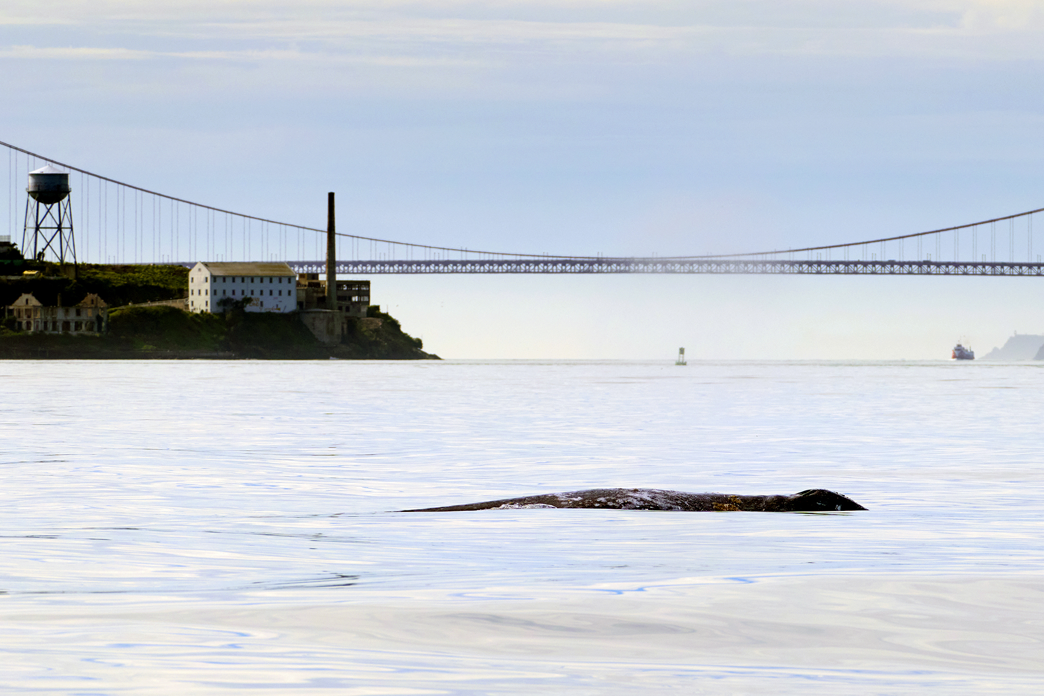 First whale of the year found dead in San Francisco Bay