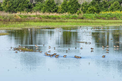 Houston-area prairie expands with new protected land deal