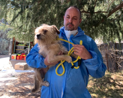Massive animal rescue operation in California seizes over 300 dogs and cats