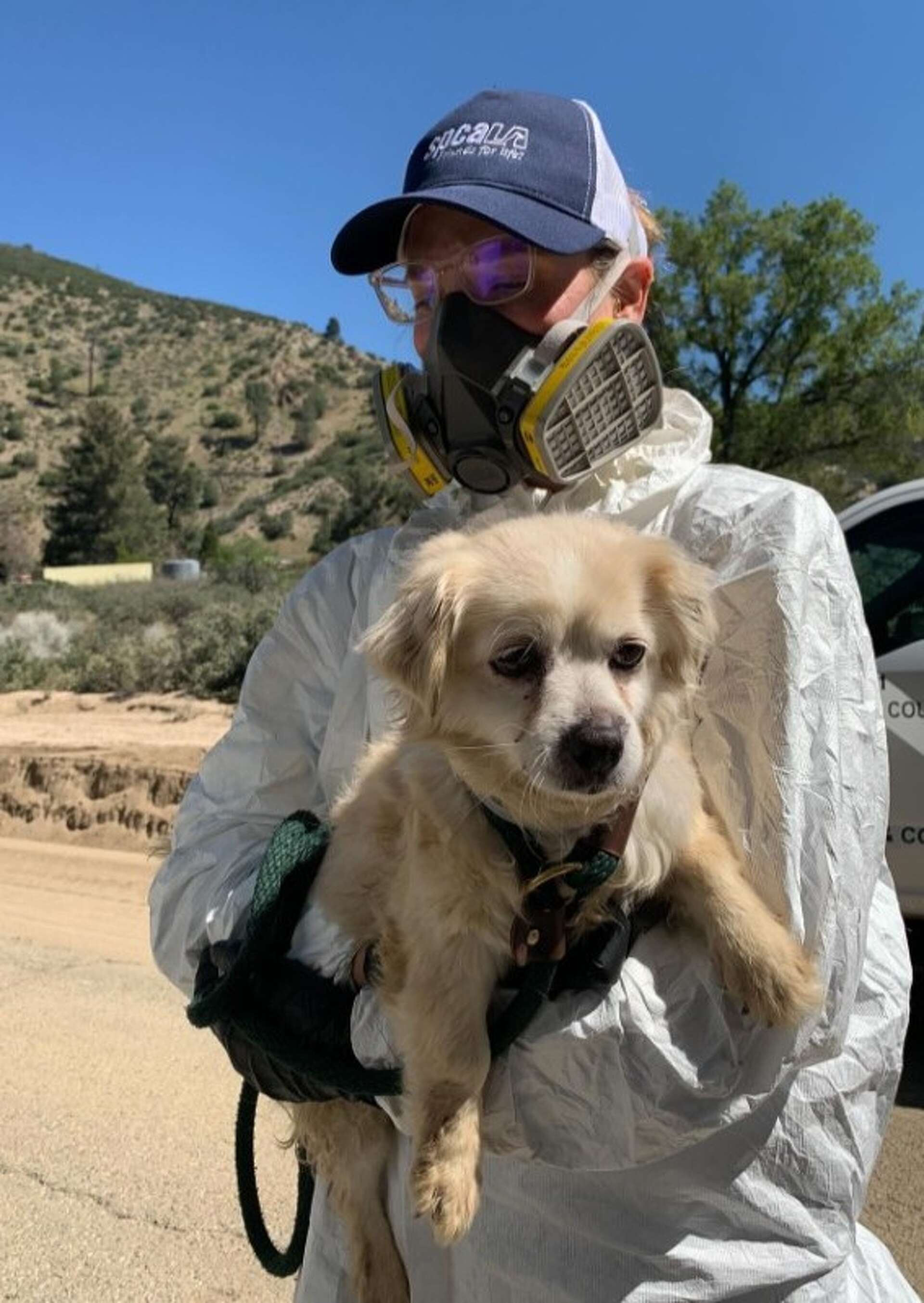 Hundreds of dogs, cats seized from California rescue group
