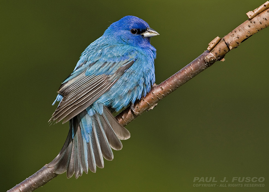 Connecticut's bird population is in decline, environmentalists warn