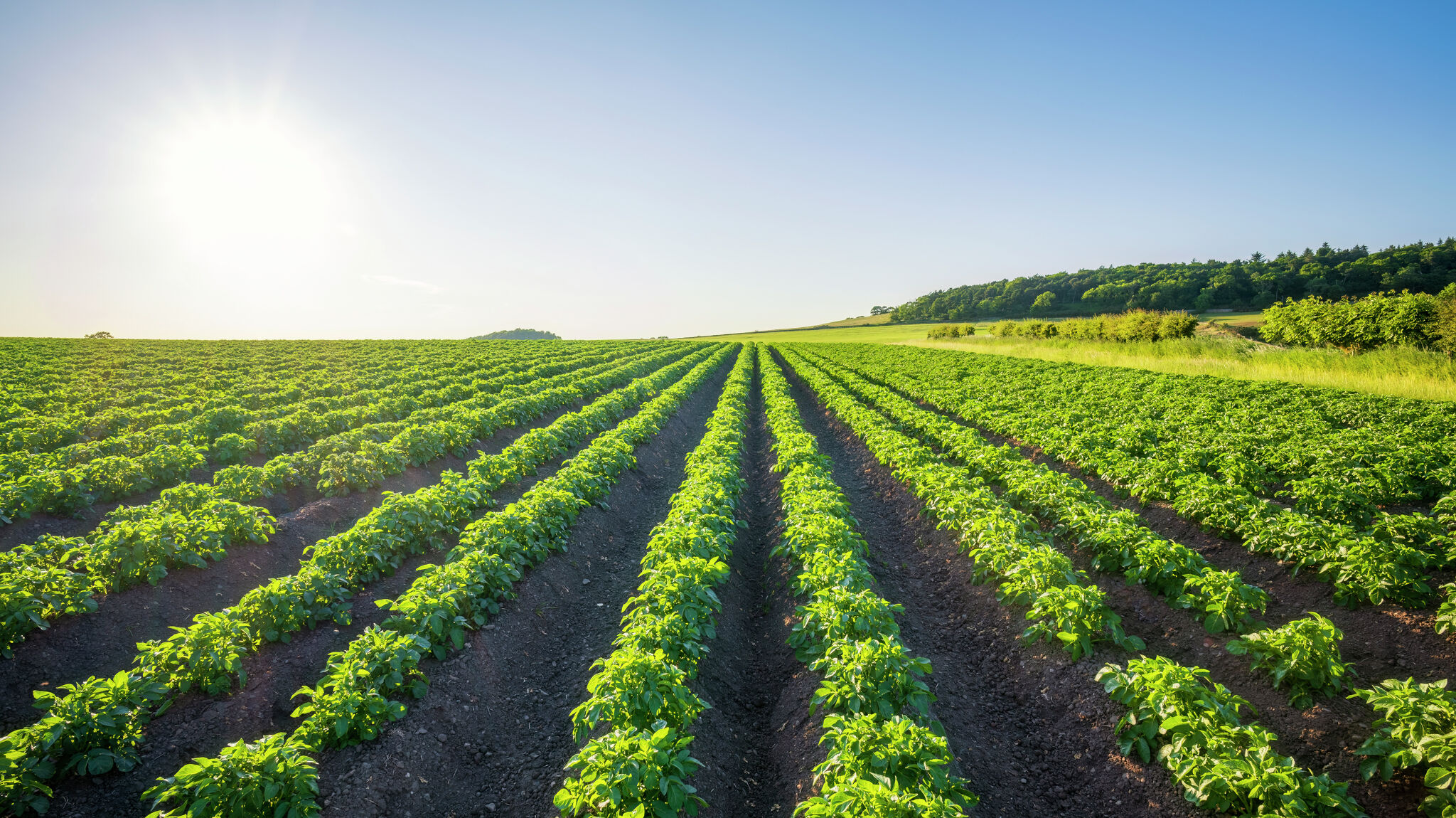 Illinois treasurer opens children's agriculture photo contest