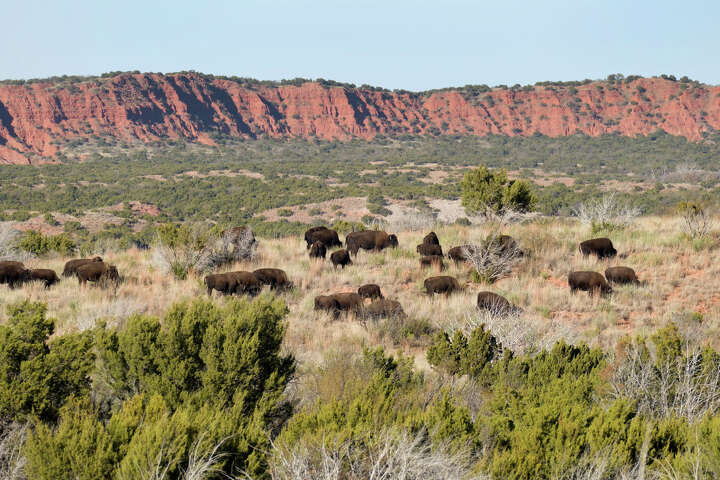 Texas just gave its iconic bison herd more room to roam