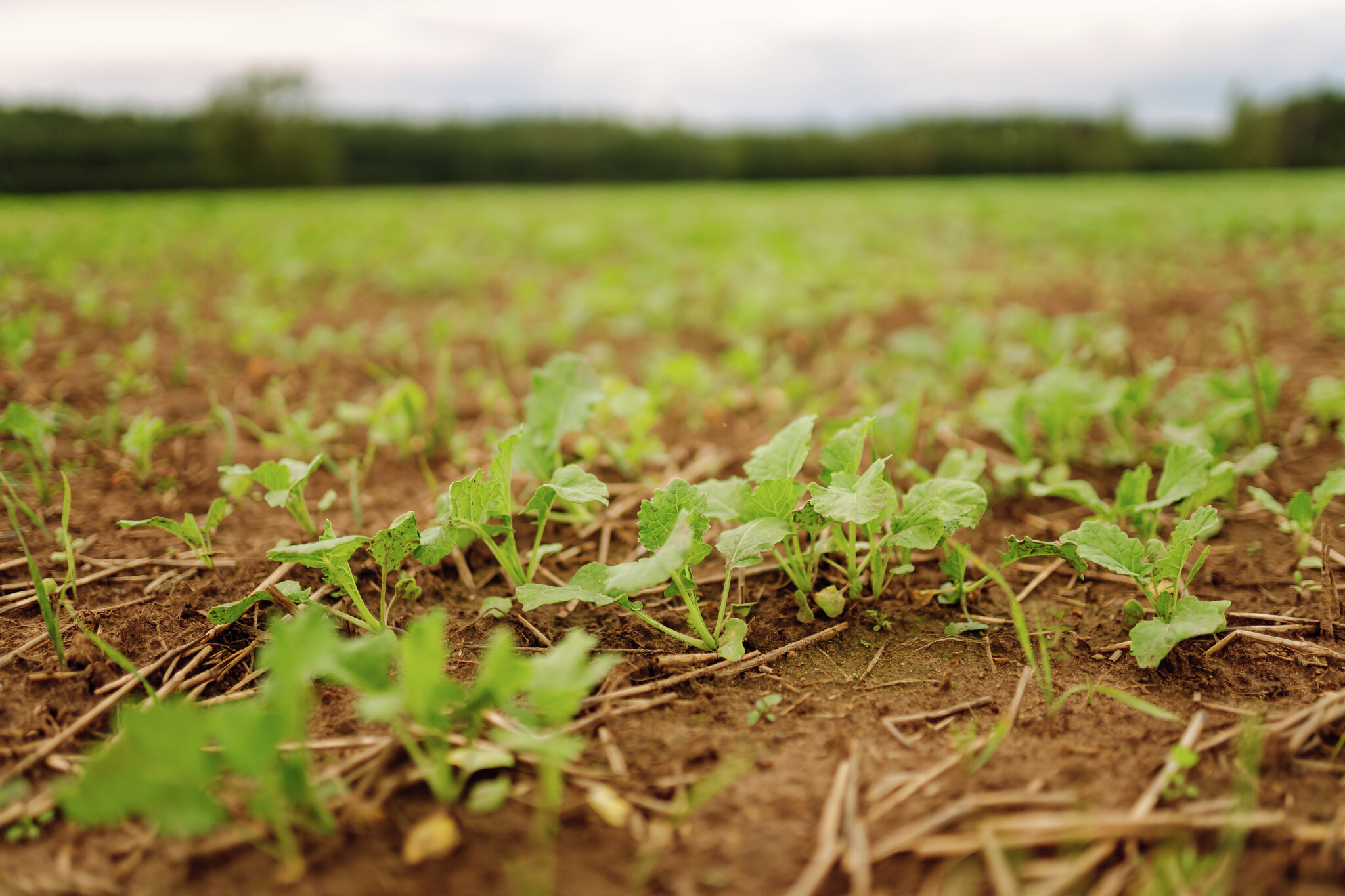 Illinois Department of Agriculture opening I-COVER applications