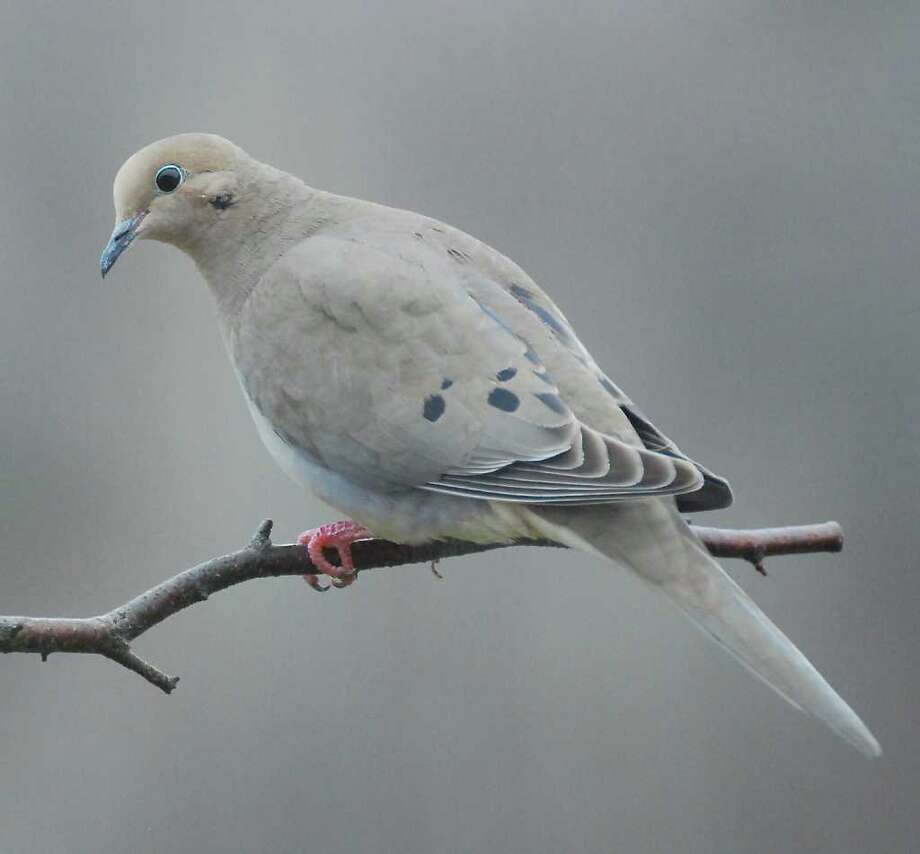 new england can substitute mourning doves in 12 days of christmas