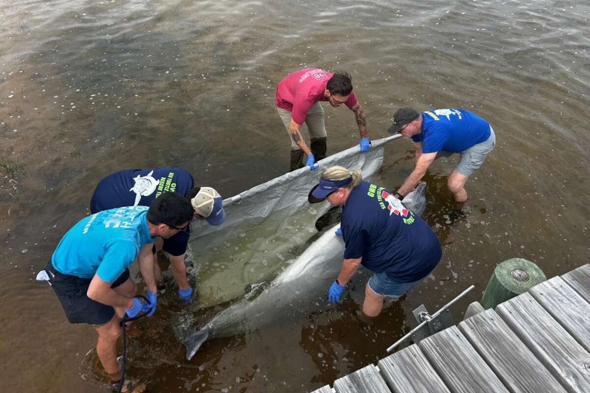 Researchers with the Florida Panhandle Marine Institute have recovered more than 40 dead dolphins in a roughly 200-mile area of the Gulf Coast this year, president Pam George said.