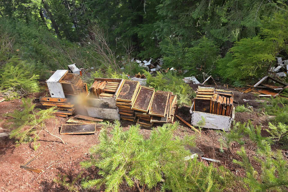 Bee truck crashes near Crater Lake, releasing millions of honeybees