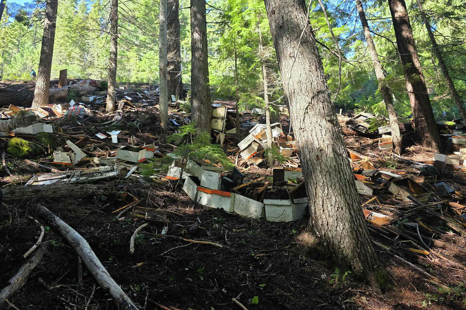 Bee truck crashes near Crater Lake, releasing millions of honeybees